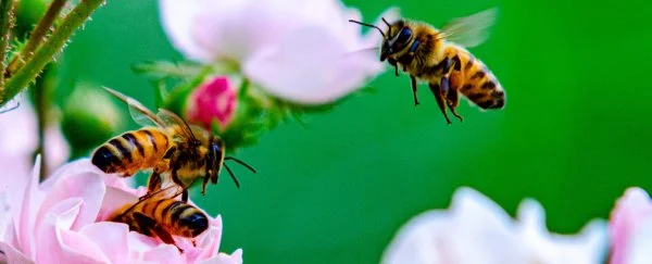 فيديو: حقيقة مدهشة عن النحل تفوق كل ما نعرفه عنها حتى اليوم