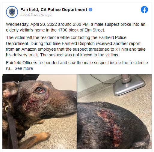 رجل يعض كلباً ويتسبب في نقله إلى مستشفى بيطري