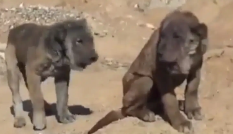 فيديو: ظهور حيوانات غريبة في العراق يثير جدلا واسعا!