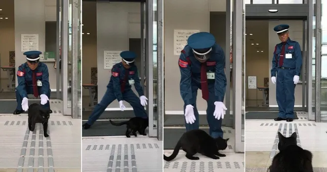 قطتان تقضيان مدة عامين في محاولة الدخول إلى متحف.. فيديو