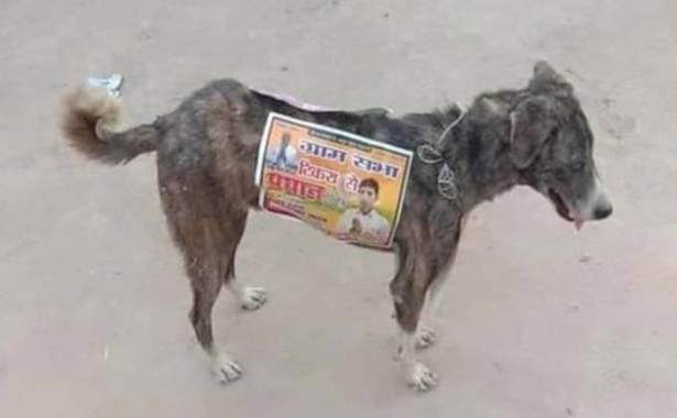 استخدام الكلاب الضالة بالهند كلوحات إعلانية متحركة للمرشحين السياسيين