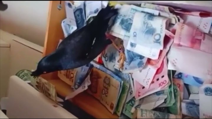 طائر يسرق الأموال ويأتي بها لمالكه