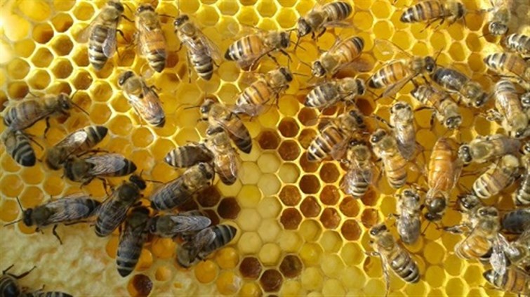 ظاهرة اختفاء النحل ..ظاهرة غير مسبوقة تثير القلق!